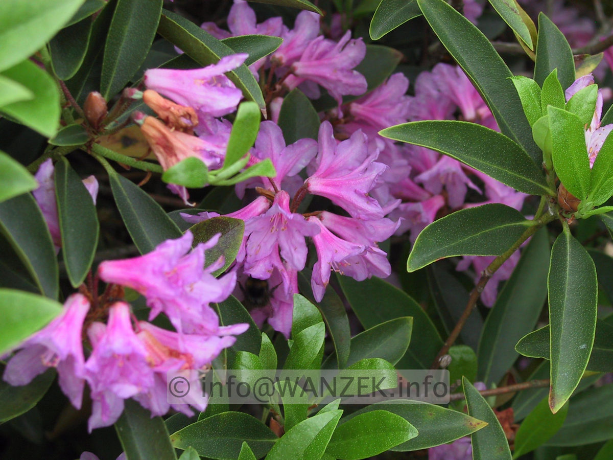 Rhododendron minus.JPG